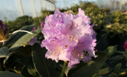 Susan  - Рододендрон гибридный - Susan  - Rhododendron hybridum