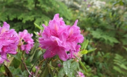 Eino - Рододендрон гибридный - Eino - Rhododendron hybridum
