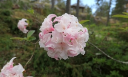 Jack A. Sand - Рододендрон гибридный - Jack A. Sand - Rhododendron hybridum