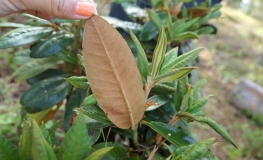 Rhododendron phaeochrysum - Rhododendron phaeochrysum