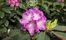 Kokořín - różanecznik wielkokwiatowy - Rhododendron hybridum 'Kokořín'