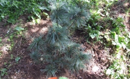Pinus koraiensis 'Silveray' - sosna koreańska - Pinus koraiensis 'Silveray'