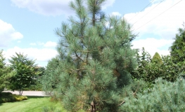 Pinus ponderosa - sosna żółta - Pinus ponderosa