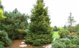 Picea abies 'Końca' - Eль обыкновенная - Picea abies 'Końca'