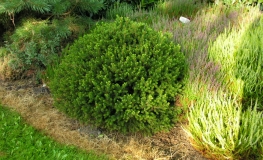 Picea abies 'Will's Zwerg' - Eль обыкновенная - Picea abies 'Will's Zwerg'