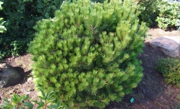 Pinus nigra 'Brepo' - сосна черная - Pinus nigra 'Brepo'