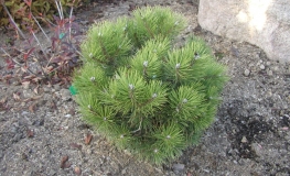 Pinus nigra 'Hornibrookiana' - sosna czarna - Pinus nigra 'Hornibrookiana'