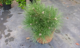 Pinus nigra 'Nana' - Austrian Pine - Pinus nigra 'Nana'