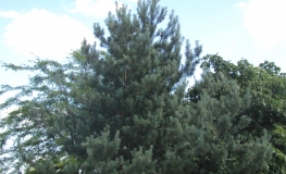 Pinus sylvestris 'Issanti' - sosna zwyczajna - Pinus sylvestris 'Issanti'