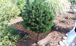 Pinus sylvestris 'Sandringham' - sosna zwyczajna - Pinus sylvestris 'Sandringham'