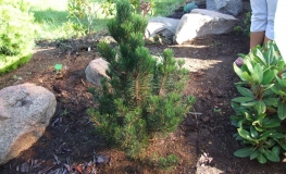 Pinus thunbergii 'Kotobuki' - sosna Thunberga - Pinus thunbergii 'Kotobuki'