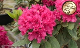 Double Kiss - różanecznik wielkokwiatowy - Double Kiss - Rhododendron hybridum