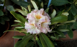 Kristian's Cute - różanecznik wielkokwiatowy - Kristian's Cute - Rhododendron hybridum