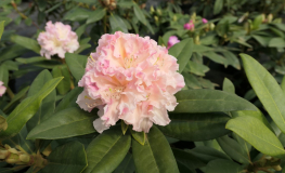 Kotnov - różanecznik wielkokwiatowy - Rhododendron hybridum 'Kotnov'