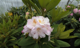 Pernilla - Rhododendron hybrid - Rhododendron hybridum 'Pernilla'