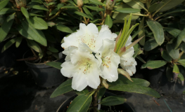 Suomi 100 - Рододендрон гибридный - Suomi 100 - Rhododendron hybridum