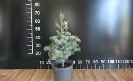 Abies concolor 'Hexe' - Пихта одноцветная - Abies concolor 'Hexe'