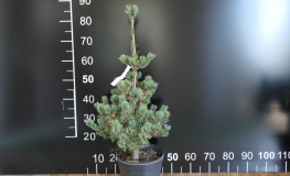 Pinus parviflora 'Fuku-zu-mi' - Cосна мелкоцветковая - Pinus parviflora 'Fuku-zu-mi'