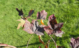 Acer platanoides 'Crimson Sentry' - klon zwyczajny ; klon pospolity - Acer platanoides 'Crimson Sentry'