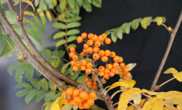 Sorbus ×arnoldiana 'Apricot Queen' - Eberesche - Sorbus ×arnoldiana 'Apricot Queen'