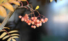 Sorbus aucuparia 'Rose Glow' -mountain-ash 'Rose Glow' - Sorbus aucuparia 'Rose Glow'