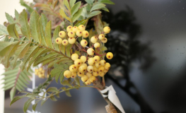 Sorbus 'Joseph Rock' - Rowan Tree 'Joseph Rock' - Sorbus 'Joseph Rock'