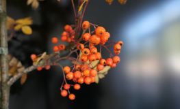 Sorbus ×arnoldiana 'Coral Beauty' - Jarząb Arnolda - Sorbus ×arnoldiana 'Coral Beauty'