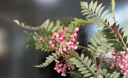 Sorbus ×arnoldiana 'Red Tip' - Jarząb Arnolda 'Red Tip' - Sorbus ×arnoldiana 'Red Tip'