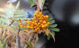 Sorbus aucuparia AUTUMN SPIRE - 'Flanrock' PBR - Rowan ; mountain-ash - Sorbus aucuparia AUTUMN SPIRE - 'Flanrock PBR