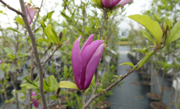 Orchid - Purpur-Magnolie - Orchid - magnolia liliflora