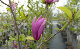 Orchid - purple magnolia; lily magnolia, tulip magnolia; woody-orchid - Orchid - magnolia liliflora