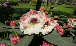 Prinses Maxima - Рододендрон гибридный - Prinses Maxima - Rhododendron hybridum