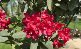 Arbarello - Рододендрон гибридный - Arbarello - Rhododendron hybridum