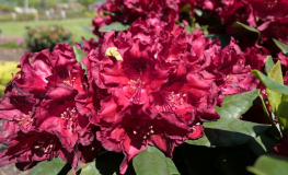 Cherry Kiss - Рододендрон гибридный - Rhododendron hybridum 'Cherry Kiss'