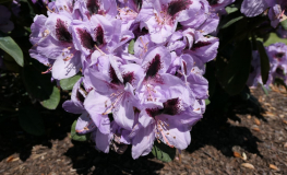 Metallica - Рододендрон гибридный - Rhododendron hybridum 'Metallica' ; Rhododendron 'Hachmann's Metallica'