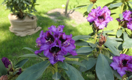 Orakel - Рододендрон гибридный - Rhododendron hybridum 'Orakel'