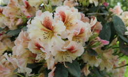 Peggy - Рододендрон гибридный - Rhododendron hybridum 'Peggy'