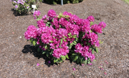 Renata - Рододендрон гибридный - Rhododendron hybridum 'Renata'