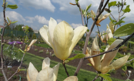Yellow Lantern - magnolia - Magnolia 'Yellow Lantern'