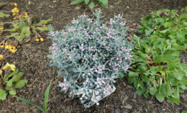 Andromeda polifolia 'Blue Lagoon' - Lavendelheide - Andromeda polifolia 'Blue Lagoon'