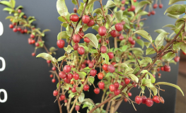 Elaeagnus multiflora -oliwnik wielokwiatowy - Elaeagnus multiflora