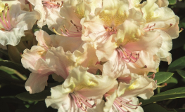 Fryderyk PBR - Rhododendron - Rhododendron hybridum 'Fryderyk' PBR