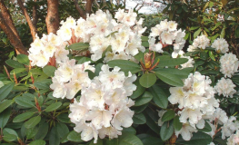 Polonez Chopina PBR - Rhododendron - Rhododendron hybridum 'Polonez Chopina' PBR