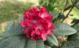 Krakovec - różanecznik wielkokwiatowy - Rhododendron hybrid 'Krakovec'