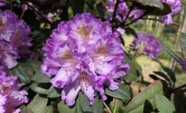 Střekov - Rhododendron hybrid - Rhododendron hybridum 'Střekov'