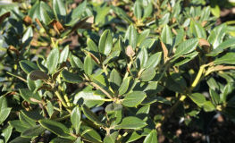 Rhododendron wasonii ssp. rhododactylum - Rhododendron wasonii ssp. rhododactylum