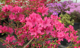 Kačina PBR - Azalia japońska - Kačina PBR - Rhododendron