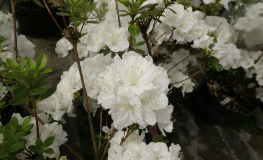 Sněžka PBR - Japanese azalea - Sněžka PBR - Rhododendron