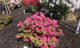 Katja - Azalia japońska - Katja - Rhododendron; Azalea japonica