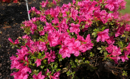 Melina - Azalia japońska - Melina - Rhododendron